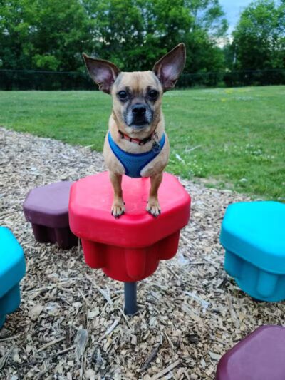 Wausau Two Hearts Dog Park - Wausau, WI