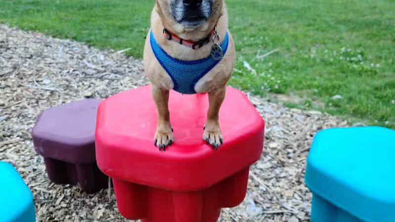 Wausau Two Hearts Dog Park - Wausau, WI