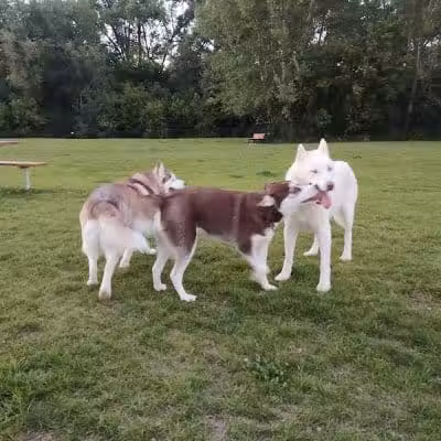 Wausau Two Hearts Dog Park - Wausau, WI