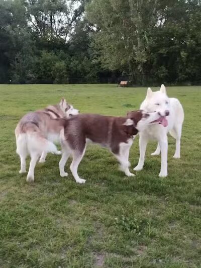 Wausau Two Hearts Dog Park - Wausau, WI