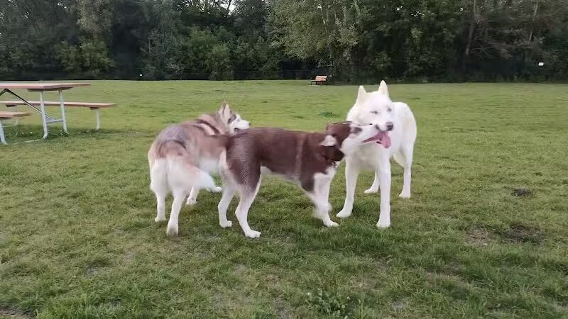 Wausau Two Hearts Dog Park - Wausau, WI