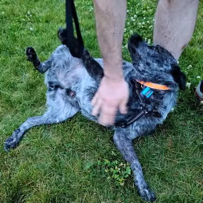 Wausau Two Hearts Dog Park - Wausau, WI