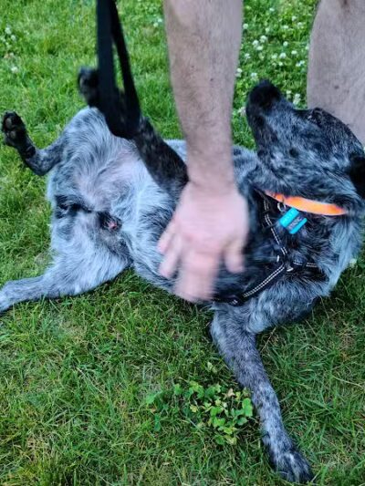 Wausau Two Hearts Dog Park - Wausau, WI