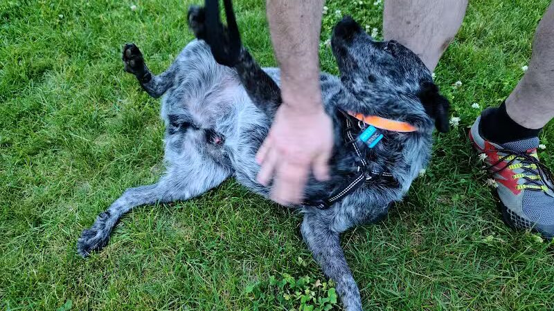 Wausau Two Hearts Dog Park - Wausau, WI