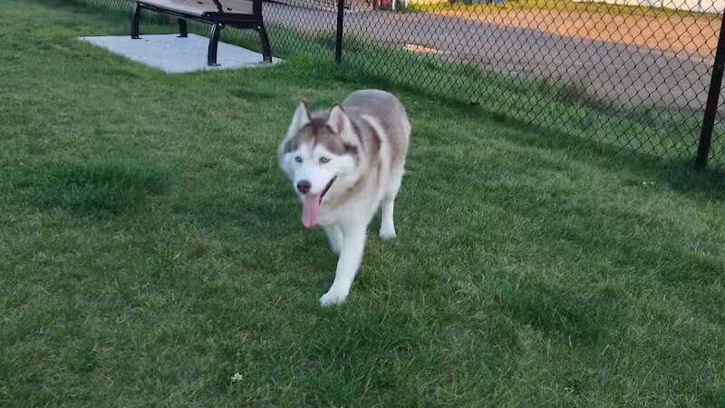 Wausau Two Hearts Dog Park - Wausau, WI