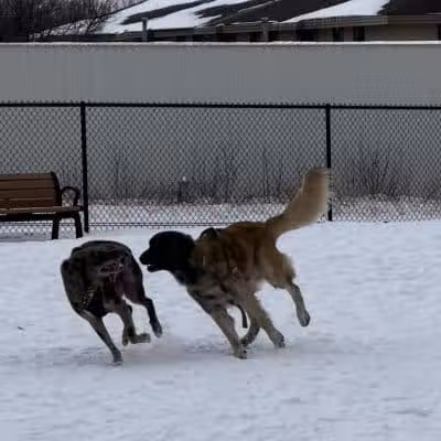 Wausau Two Hearts Dog Park - Wausau, WI