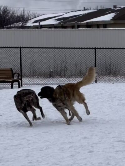 Wausau Two Hearts Dog Park - Wausau, WI
