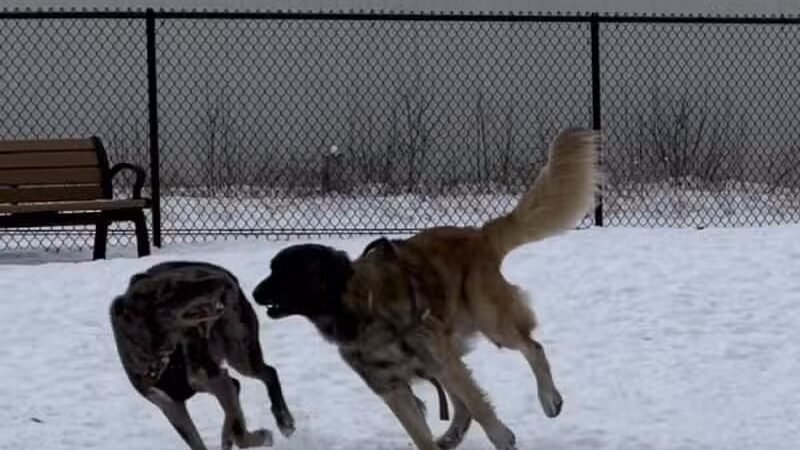 Wausau Two Hearts Dog Park - Wausau, WI