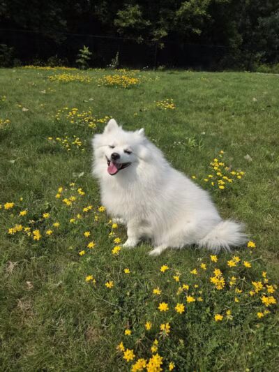 Wausau Two Hearts Dog Park - Wausau, WI