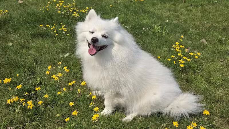 Wausau Two Hearts Dog Park - Wausau, WI
