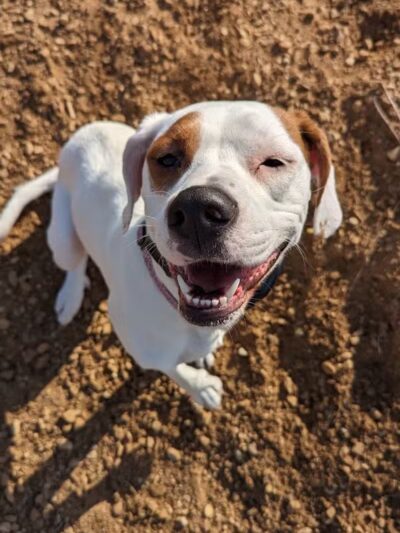 Sandcrest Dog Park - Wautoma, WI