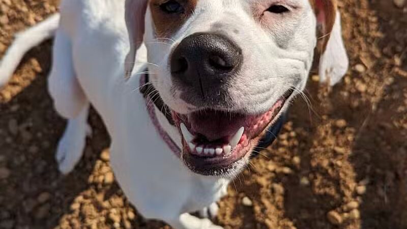 Sandcrest Dog Park - Wautoma, WI