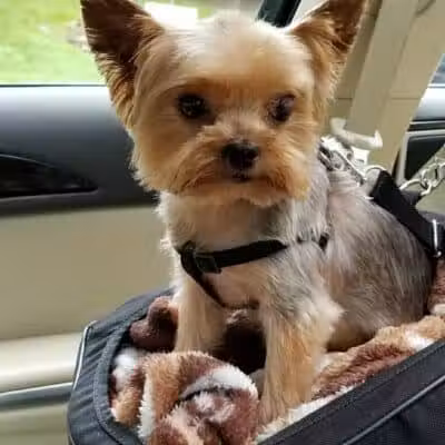 The Madison Dog Resort & Spa - Wayne, NJ