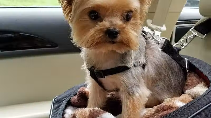 The Madison Dog Resort & Spa - Wayne, NJ