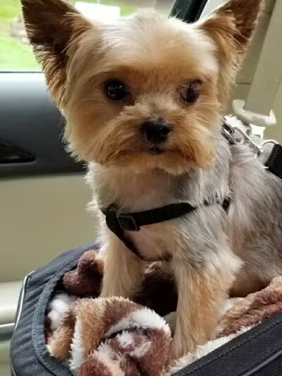 The Madison Dog Resort & Spa - Wayne, NJ