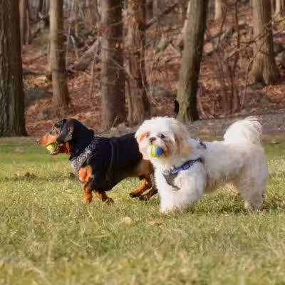 The Madison Dog Resort & Spa - Wayne, NJ