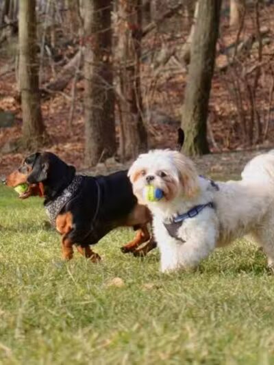 The Madison Dog Resort & Spa - Wayne, NJ