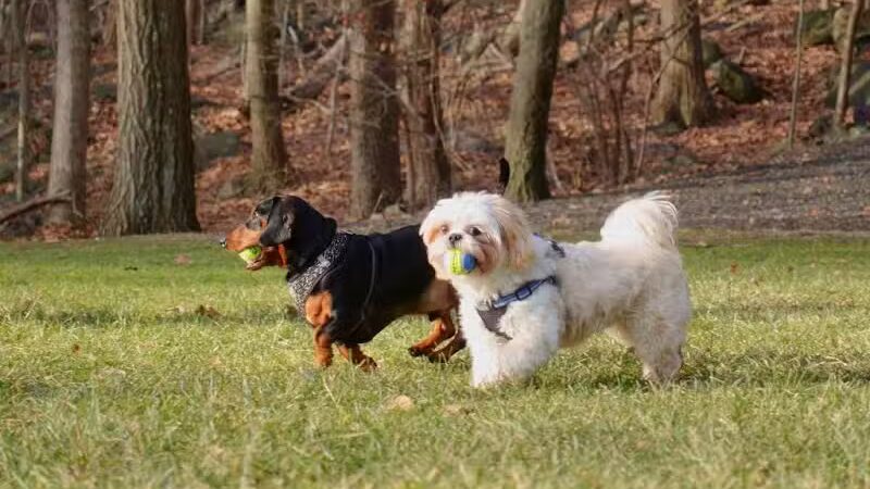 The Madison Dog Resort & Spa - Wayne, NJ