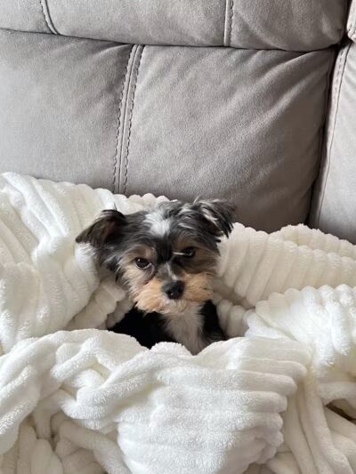 The Madison Dog Resort & Spa - Wayne, NJ