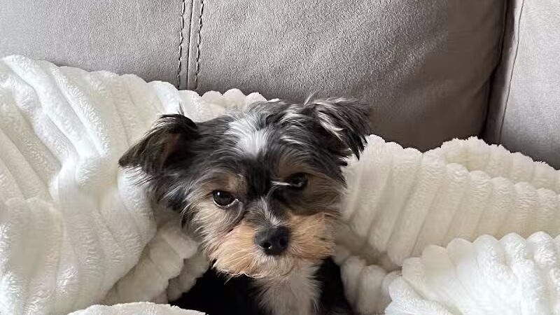 The Madison Dog Resort & Spa - Wayne, NJ