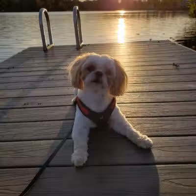 The Madison Dog Resort & Spa - Wayne, NJ