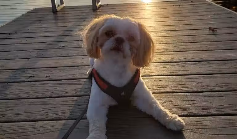 The Madison Dog Resort & Spa - Wayne, NJ