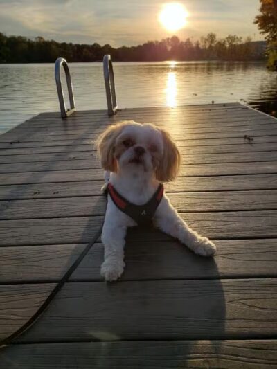 The Madison Dog Resort & Spa - Wayne, NJ