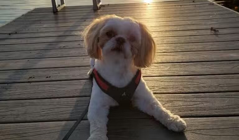 The Madison Dog Resort & Spa - Wayne, NJ