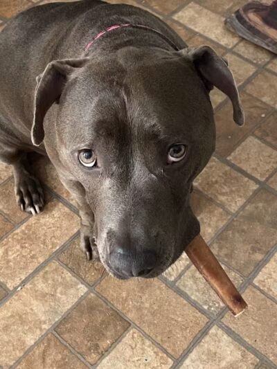 The Madison Dog Resort & Spa - Wayne, NJ