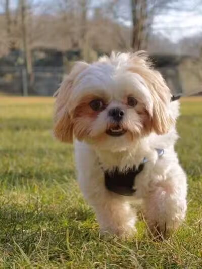 The Madison Dog Resort & Spa - Wayne, NJ