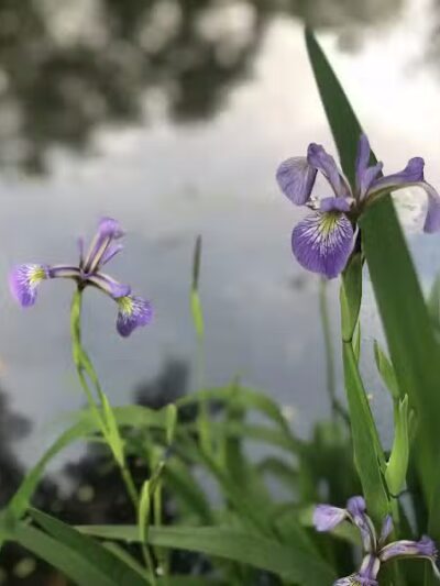 West Beach Park - Wayne, NJ