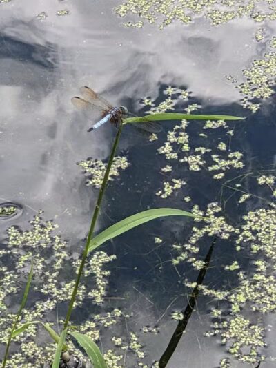 West Beach Park - Wayne, NJ