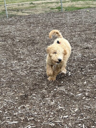 Waynesville Dog Park - Waynesville, NC