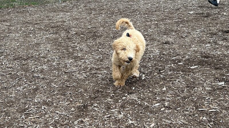 Waynesville Dog Park - Waynesville, NC