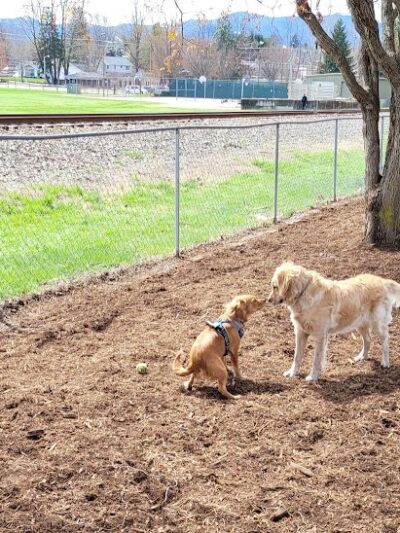 Waynesville Dog Park - Waynesville, NC