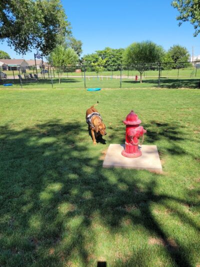 Bulldogs & friends - Weatherford, OK