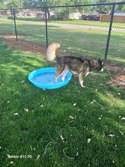 Bulldogs & friends - Weatherford, OK
