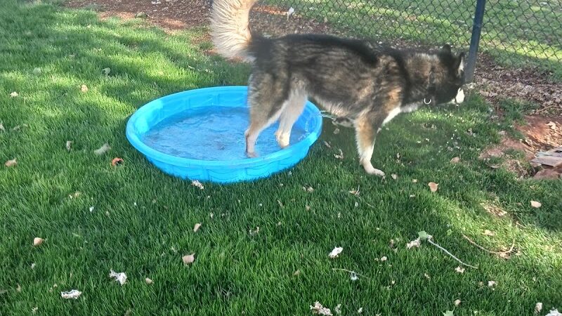 Bulldogs & friends - Weatherford, OK