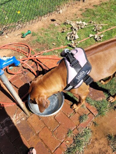 Bulldogs & friends - Weatherford, OK