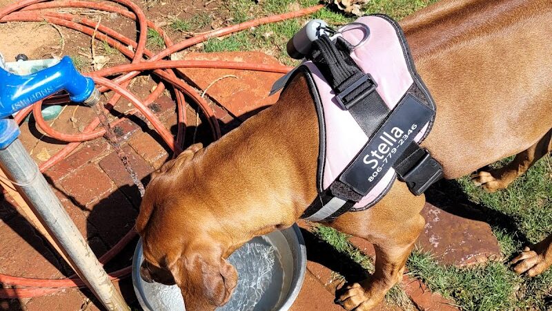 Bulldogs & friends - Weatherford, OK