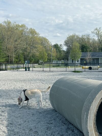 Webster Dog Park - Webster, MA