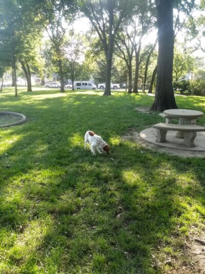 Stewart Dog Park - Wellington, KS