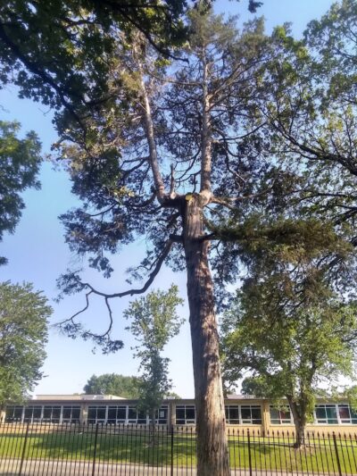 Stewart Dog Park - Wellington, KS