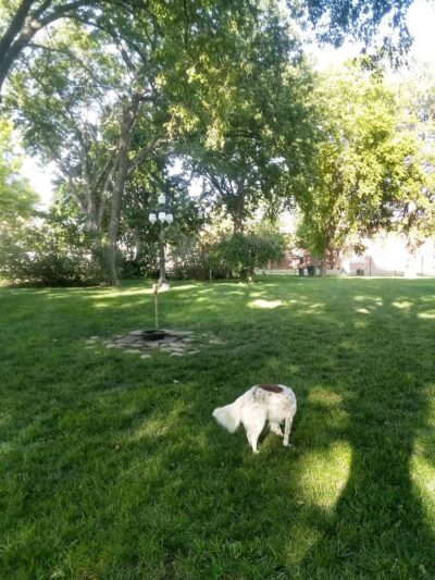 Stewart Dog Park - Wellington, KS