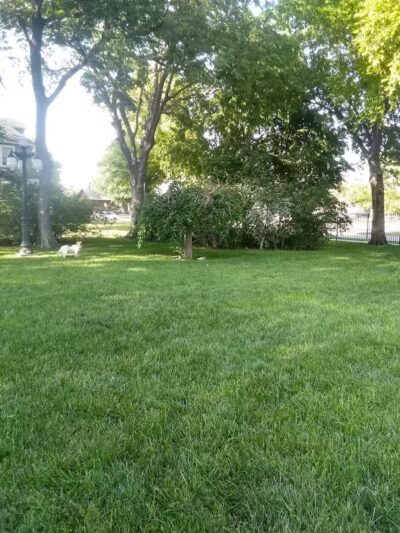 Stewart Dog Park - Wellington, KS