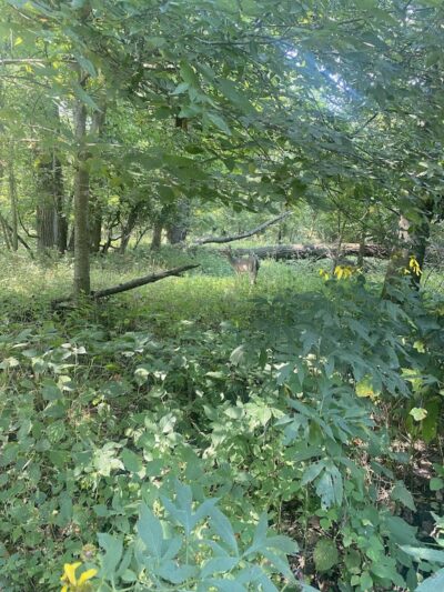 Quail Ridge Park - Wentzville, MO