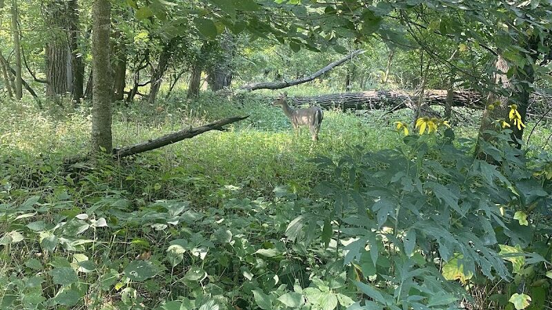 Quail Ridge Park - Wentzville, MO