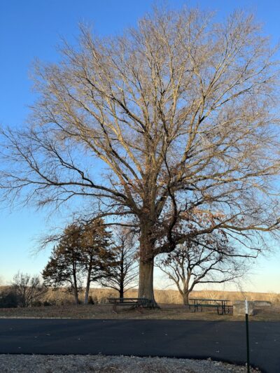 The Park At New Melle Lakes - Wentzville, MO