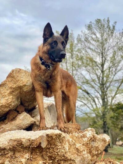 The Park At New Melle Lakes - Wentzville, MO