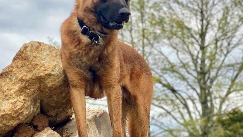 The Park At New Melle Lakes - Wentzville, MO